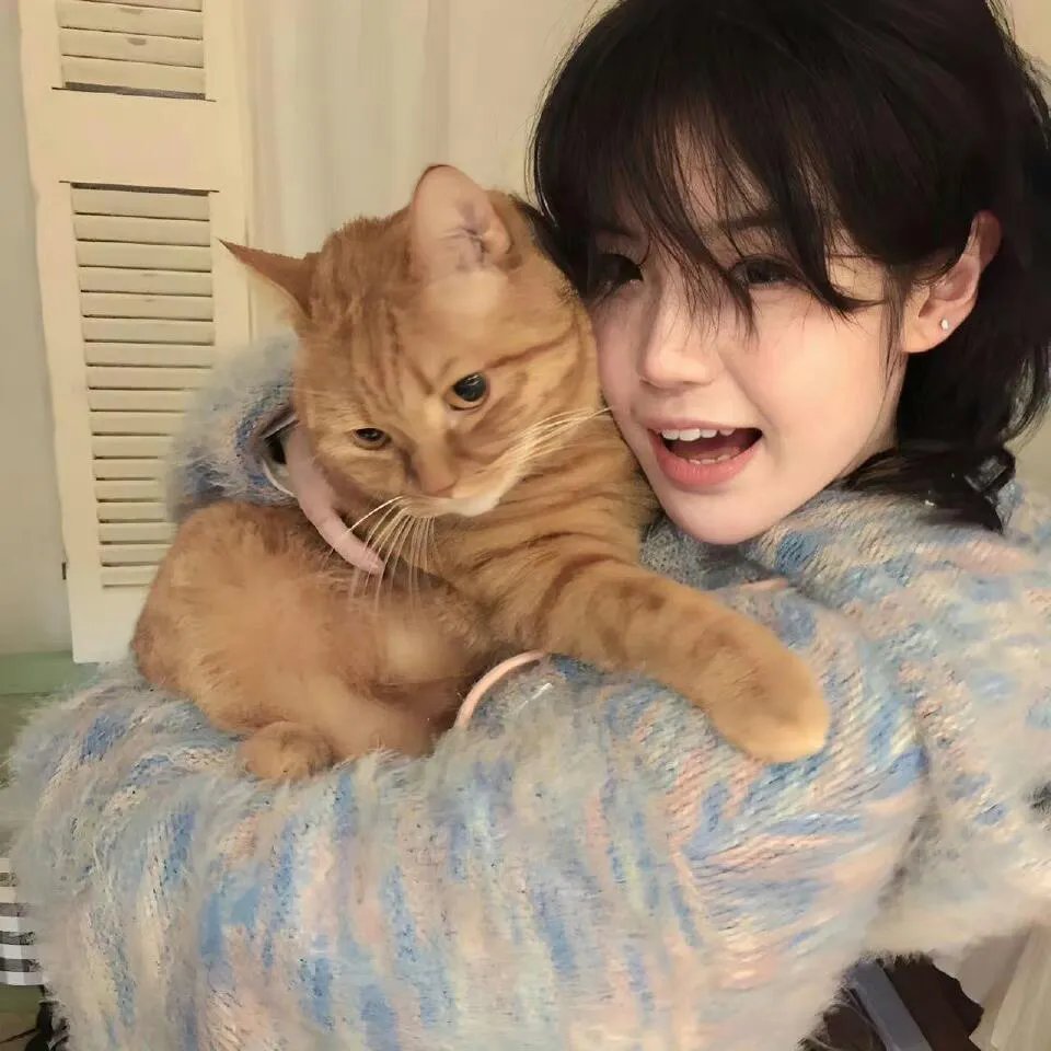 夏日菊花茶前传